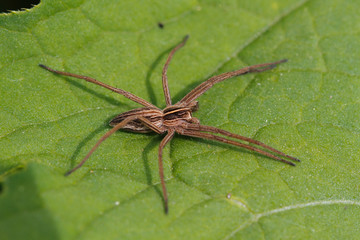Nursery web spider (Pisaura mirabilis)
