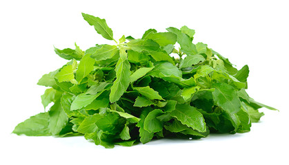 Basil leaves isolated on white background