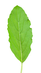 Basil leaves isolated on white background