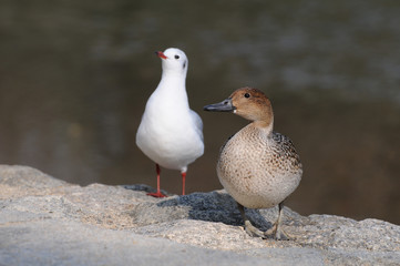 鴨とユリカモメ