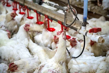 Foto auf Acrylglas Hähnchen Sick chicken or Sad chicken in farm,Epidemic, bird flu.
