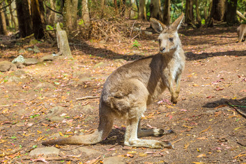 Australian Kangaroo standing © bennymarty