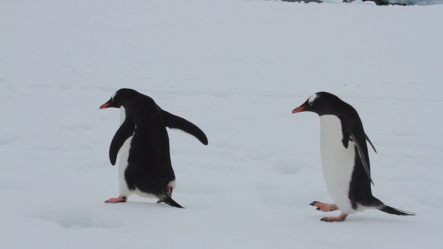Pair of gentoo penguins hopping over footprints left in the snow by tourists to Neko Harbor, Antarctica.
