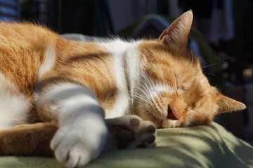 眠る茶猫