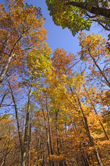 Fototapeta premium The Colors of Fall in the Tall Trees