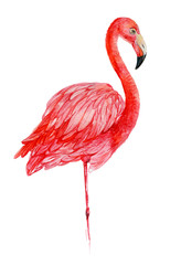red flamingos .illustration watercolor