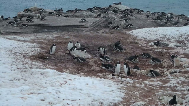 Gentoo penguins nesting at rookery on Neko Harbor, Antarctica.
