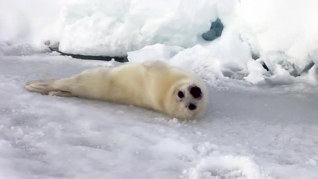 Cute Newborn Seal Pup On Ice Looking at the camera. A Family Polar Arctic Harp Sea Grey Calf Seal With Newborn Baby Cute Pups On Ice Fields Of White Sea. Eco Tourism.