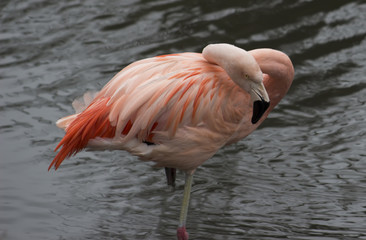 Fototapeta na wymiar Flamingo wildlife