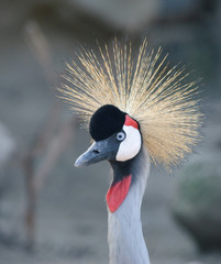 grey crowned crane close up portrait