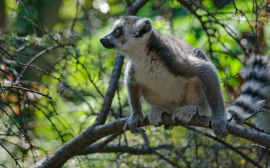 lemur on a tree