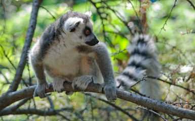 lemur on a tree