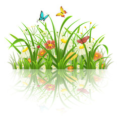 Spring grass, flowers and butterflies with reflection on white