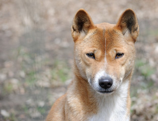 close up portrait of new guinea singing dog