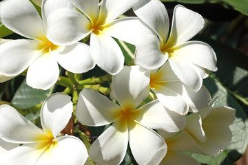 Fototapeta na wymiar Plumeria flowers on the tropical island