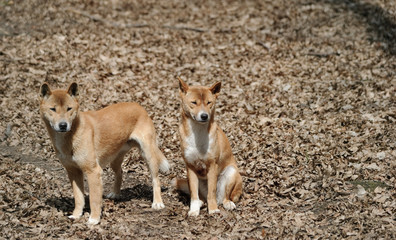 new guinea singing dogs couple
