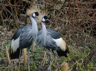 grey crowned crane couple