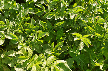 Potatoes leaves as background