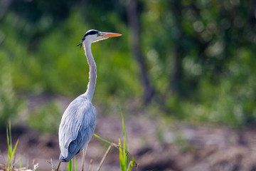Grey Heron perching with green background