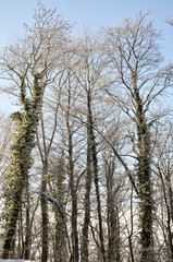 trees, forest at winter