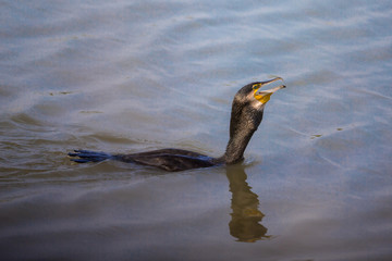 Great Cormorant (Phalacrocorax carbo) eating fish
