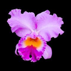 Close-up of beautiful pink Orchid flower on  black background.