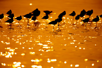 Silhouette of Common Redshank with twilight background