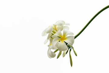 white frangipani flower isolated white