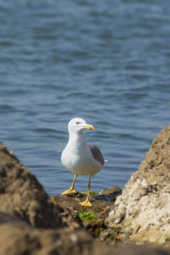 Gull on the rocks