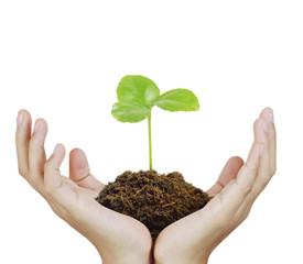 Man holding plant in  hand