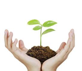 Man holding plant in  hand