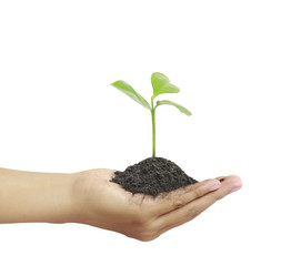 Man holding plant in  hand