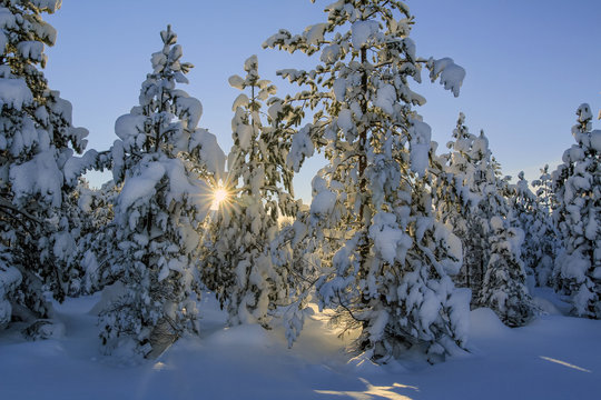 Cold winter sunset in the snowy forest after snowstorm 