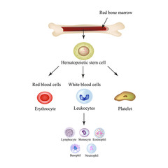 Limbo blood cells in bone marrow. Infographics. Vector illustration