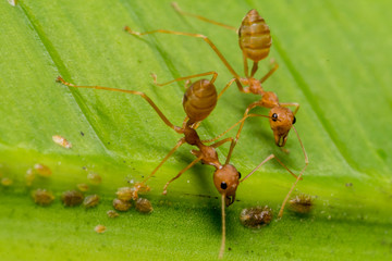 fire ants meeting on banana leaf