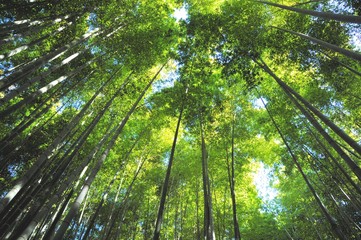 Obraz premium 鎌倉の竹林