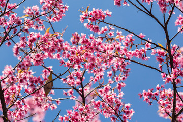 Wild Himalayan Cherry blossom