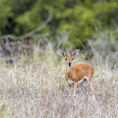Naklejka na ściany i meble Steenbok in Kruger National park, South Africa