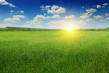 Poster de jardin Nature field, sunrise and blue sky