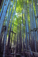 Fototapeta premium 鎌倉の竹林