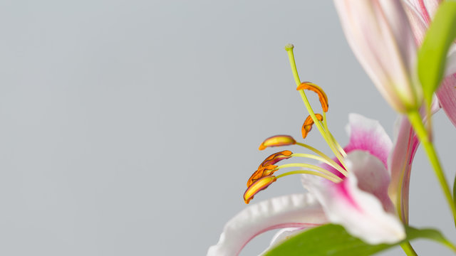 Fototapeta Red lily flowers im bloom on a grey background