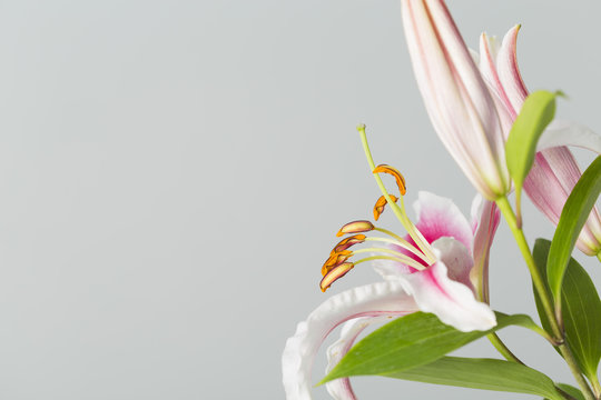 Fototapeta Side view of lily flowers in bloom on a grey background