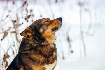 Portrait of purebred dog  in snowy winter