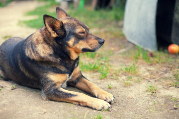 Portrait of dog in the yard
