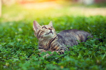 Cat lying in clover