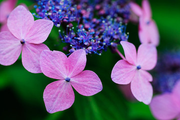 額紫陽花