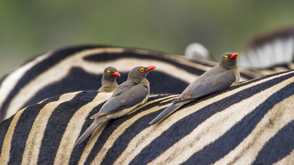 Red-billed Buffalo-Weaver in Kruger National park, South Africa