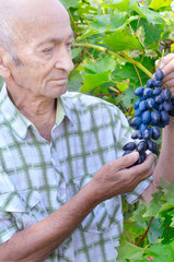Senior happy farmer at vineyard