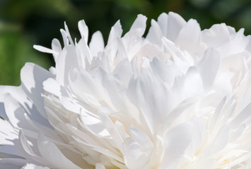 close up of white peony flower