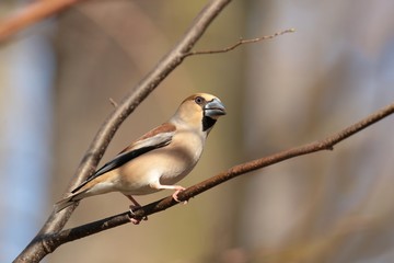 Grosbeak (Coccothraustes coccothrautes) on a twig